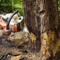 Tree Removal